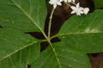 Fourleaf milkweed